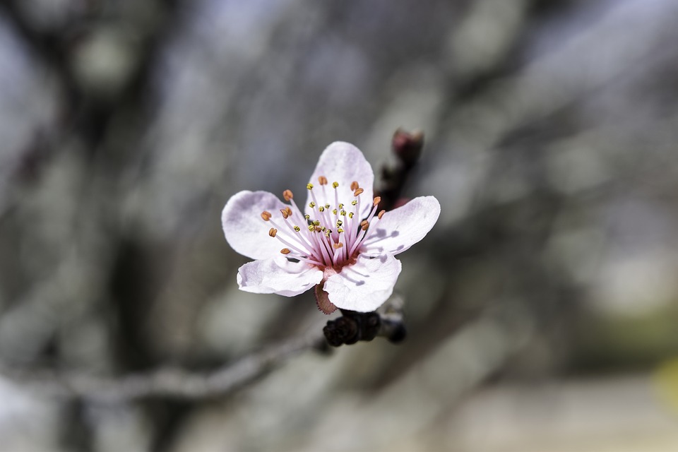 japanese-cherry-blossom-1317396_960_720